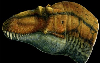 Tyrannosaurid dinosaur head
